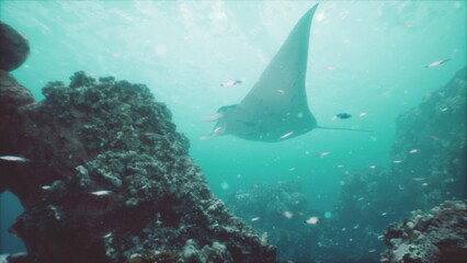 Fototapeta premium In warm tropical waters, a majestic manta ray swims gracefully near colorful coral formations. Small fish dart around, creating a lively underwater spectacle.