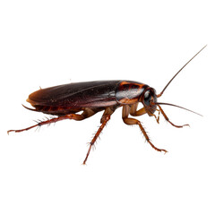 Isolated Macro Image of a Common Cockroach with Intricate Details and Texture