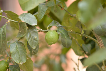 branch of lemon tree with green lemon fruit close up