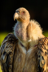 Eurasian Griffon Vulture, Gyps fulvus, Agricultural Fields, Castilla y Leon, Spain, Europe