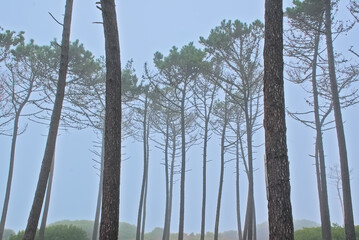 pine forest  on a foggy summer morning on the coast of  Ovar, Portugal 