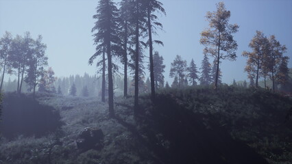 Fototapeta premium A serene forest scene captures the early morning light filtering through tall trees. Mist hangs low over the ground, creating a calm and tranquil atmosphere. Shadows stretch across the land.