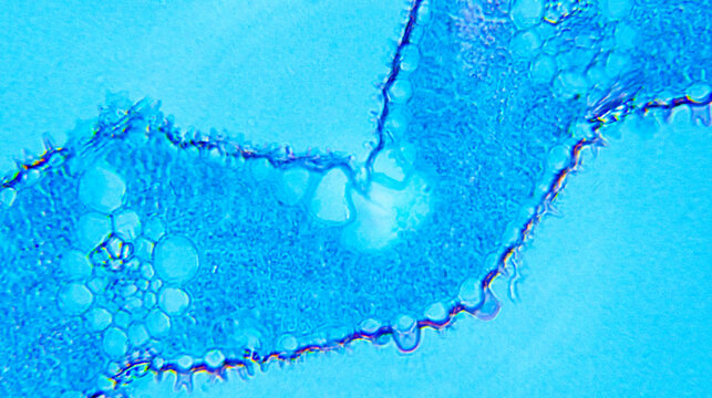 Poa Leaf cs under Optical Microscope