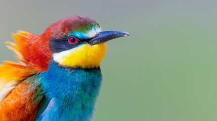 Bee-eater, Merops apiaster, Mediterranean Forest, Castilla y Leon, Spain, Europe