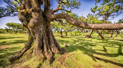 Mystical Fanal Forest, Vereda do Fanal, Laurissilva Forest Paul da Serra, Ancient Laurel Forest, UNESCO World Heritage Site, Madeira, Portugal, Europe