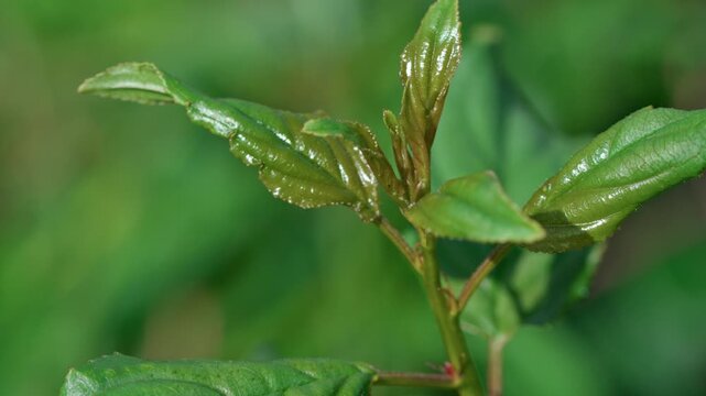 A green young tree sprout sways in the wind. Surrounded by green foliage. Medium shot, summer day, natural light.