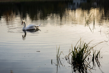 A solitary swan glides gracefully across calm water, surrounded by soft reflections and gentle ripples in warm afternoon light.