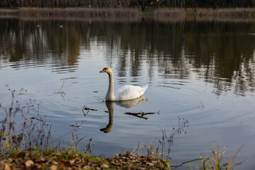 A solitary swan glides gracefully across calm water, surrounded by soft reflections and gentle ripples in warm afternoon light.