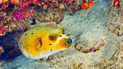 Black-spotted Pufferfish, Arothron nigropunctatus, Reef Building Corals, Coral Reef, Lembeh, North Sulawesi, Indonesia, Asia