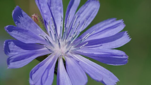 Common chicory (Cichorium intybus), close-up of the flower. Inner flower details are visible, covered with frost or crystals.