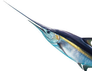 Large Blue Marlin Fish With Spear Like Snout and Yellow Stripes Underwater Scene