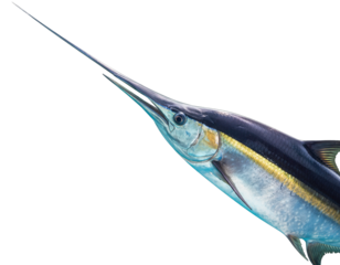 Large Blue Marlin Fish With Spear Like Snout and Yellow Stripes Underwater Scene