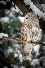 Baird owl
