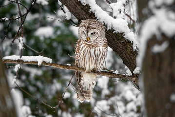 Baird Owl