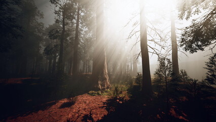 Fototapeta premium A tranquil forest is shrouded in fog during early morning light, with tall trees standing majestically. Sunlight streams through branches, adding a magical touch to the landscape.