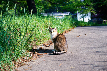 日の当たる緑の中でカメラを見つめるキジトラ柄の猫
