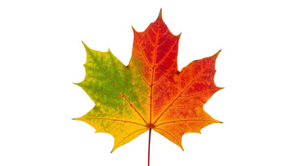 Fototapeta premium Autumnal maple leaf transitions vibrant hues