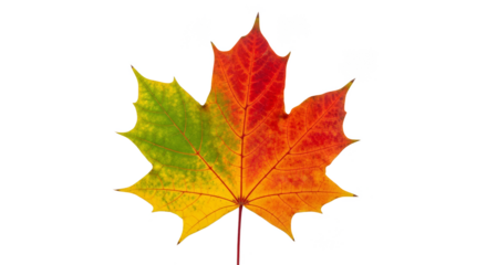 Autumnal maple leaf transitions vibrant hues