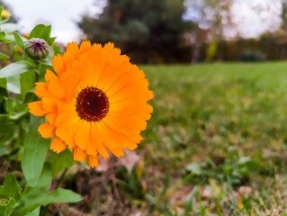 W przydomowym ogrodzie zakwitły pomarańczowe jesienne kwiaty - nagietek lekarski (Calendula officinalis) - jaskrawopomarańczowe ,  w centrum uwagi, na rozmytym tle trawy. 