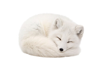 White arctic fox curled up sleeping peacefully with fluffy tail, isolated on a transparent background