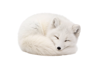 White arctic fox curled up sleeping peacefully with fluffy tail, isolated on a transparent background