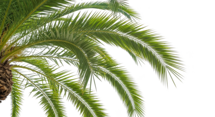 Palm fronds gracefully arching dark background