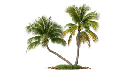 Two palm trees isolated on transparent background, standing tall together