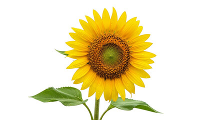 Vibrant sunflower with bright yellow petals on black