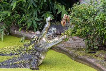 Crocodile catches flesh in its open mouth, at zoo pond