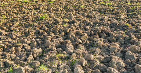 Close-up of a recently plowed field. Fresh green blades of grass are visible here and there. The photo was taken on a sunny day in the autumn season.