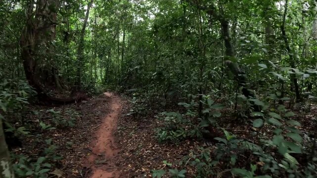 Wild jungle on the Congo Basin rainforest in the democratic republic of Congo.