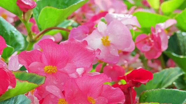  Vibrant pink wax begonias adding a fresh, lovely touch to the garden.
