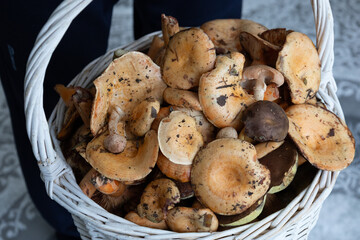 closeup of a basket with mushrooms. Autumn woods activities.