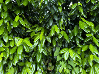 green leaves background