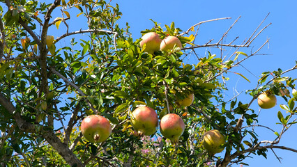 branches of pomegranate tree with ripe fruits