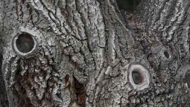 Nature&rsquo;s Etching: Intricate Patterns on Tree Trunk
