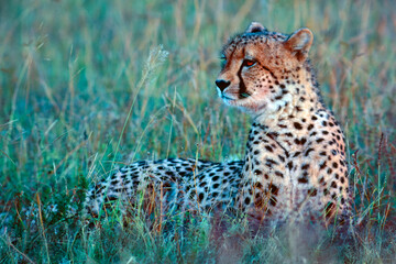 cheetah in the grass