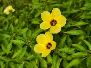 damiana flower in the morning