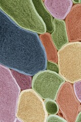 Fototapeta premium Soft cellular composition with interlocking organic forms and subtle layered textures