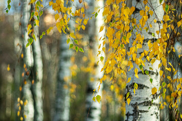 Trunks of white birches on a clear autumn day in a city park.