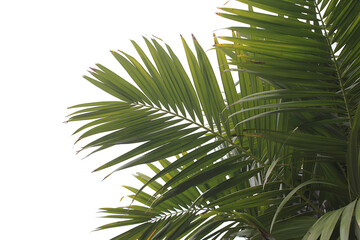 green palm tree