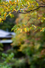 鎌倉25115　報国寺1　枯れ葉