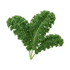 Fresh Green Kale Leaves Detailed Macro Studio Shot on Transparent Background Healthy Food Ingredient Isolated