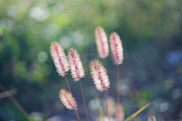 夕陽を浴びるエノコログサ