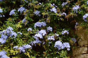 blooming blue plumbago auriculata plant on the stone wall in Rovinj old town