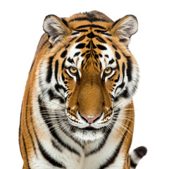 Frontal View of Majestic Tiger with Orange Black and White Stripes Isolated on Transparent Background Captured in Sharp Detail