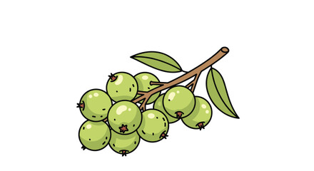 A hand-drawn illustration depicting a branch laden with fresh, unripe green berries and small leaves, presented in a clean, isolated style.