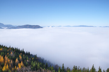 Autumn forest emerging from thick fog and clouds. Autumn forest landscape pushing through a layer of dense fog with mountains in the distance.