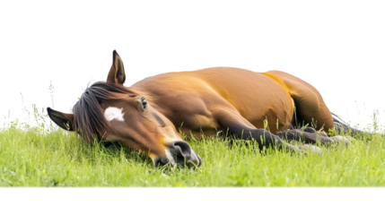 Joyful Horse Playing in Nature