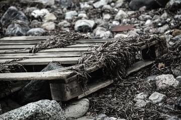 Triebgut - Strandszenen im Herbst von Treib- und Triebgut